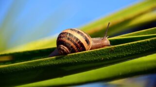 Hewan Invertebrata